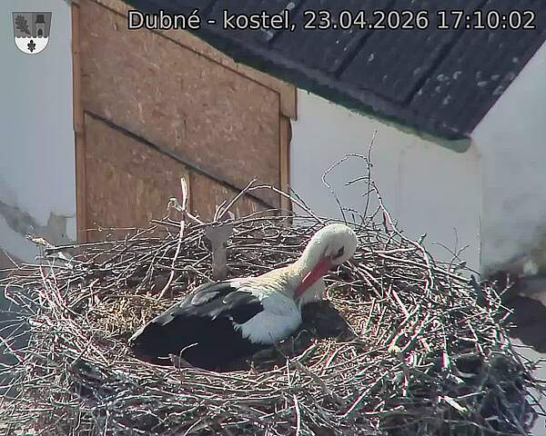 Capi_Dubne_20260423_171002.jpg (1350&nbsp;x&nbsp;1080)