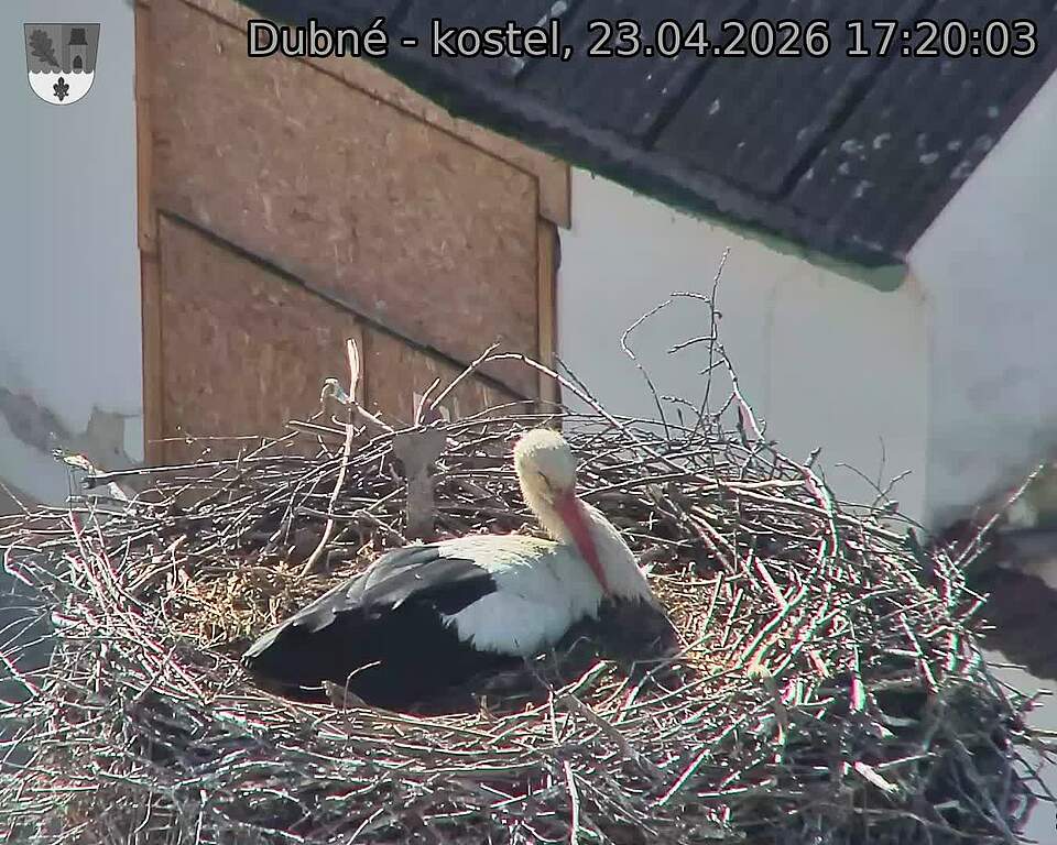 Capi_Dubne_20260423_172003.jpg (1350&nbsp;x&nbsp;1080)