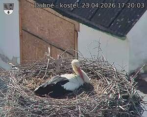 Capi_Dubne_20260423_172003.jpg (1350&nbsp;x&nbsp;1080)