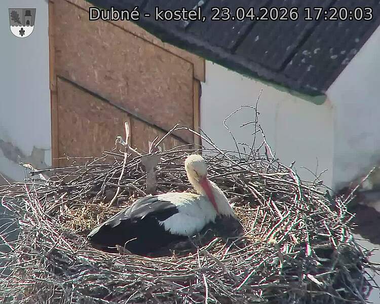 Capi_Dubne_20260423_172003.jpg (1350&nbsp;x&nbsp;1080)