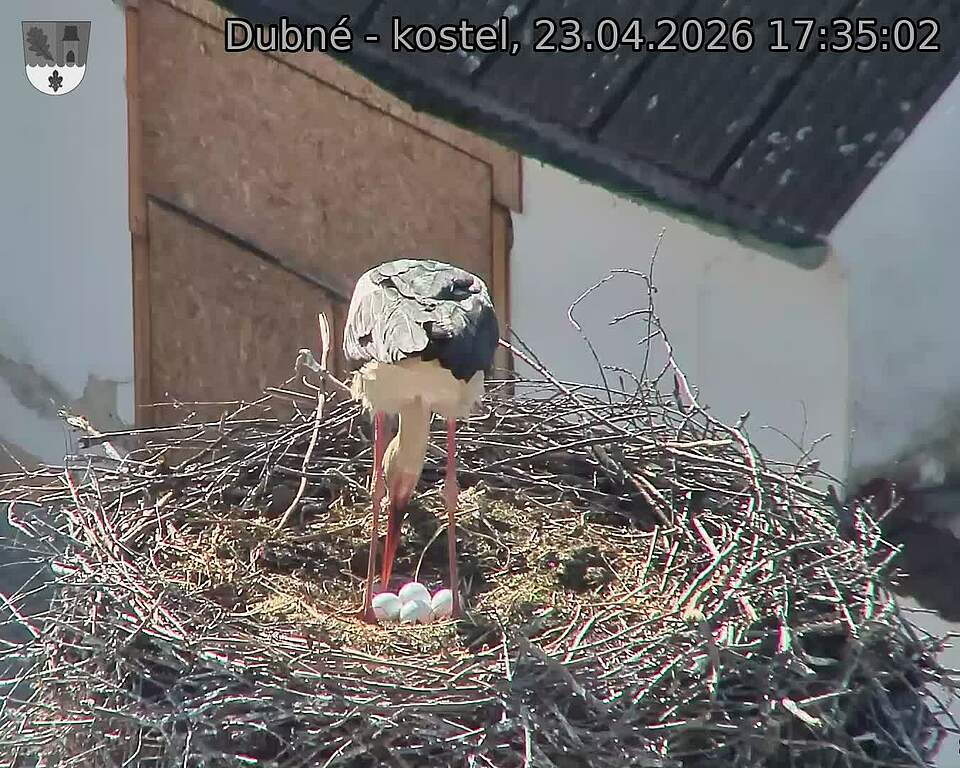 Capi_Dubne_20260423_173502.jpg (1350&nbsp;x&nbsp;1080)