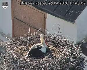 Capi_Dubne_20260423_174002.jpg (1350&nbsp;x&nbsp;1080)