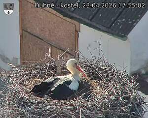 Capi_Dubne_20260423_175502.jpg (1350&nbsp;x&nbsp;1080)