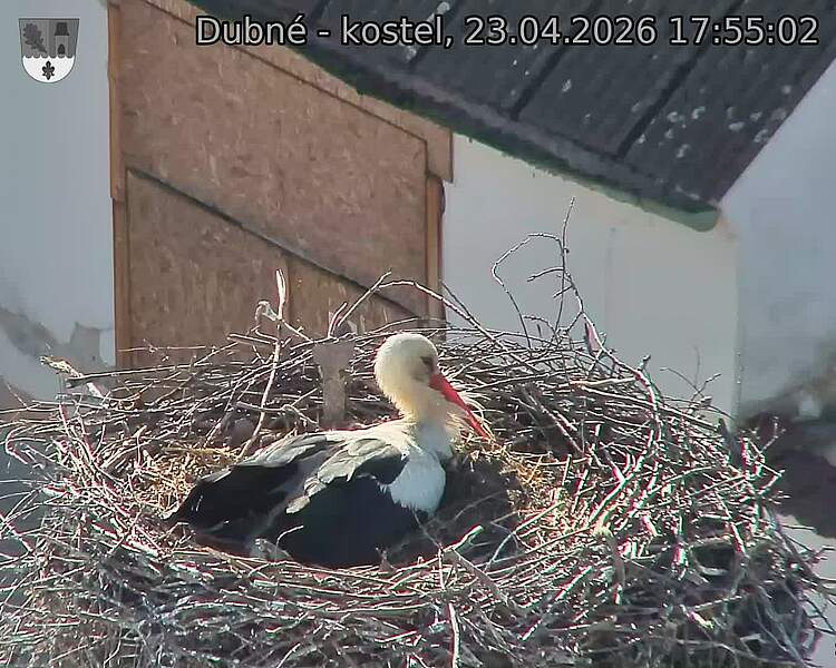 Capi_Dubne_20260423_175502.jpg (1350&nbsp;x&nbsp;1080)