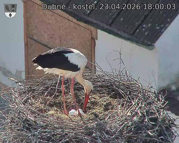 Capi_Dubne_20260423_180003.jpg (1350&nbsp;x&nbsp;1080)