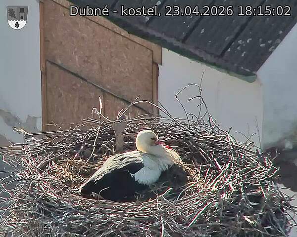 Capi_Dubne_20260423_181502.jpg (1350&nbsp;x&nbsp;1080)