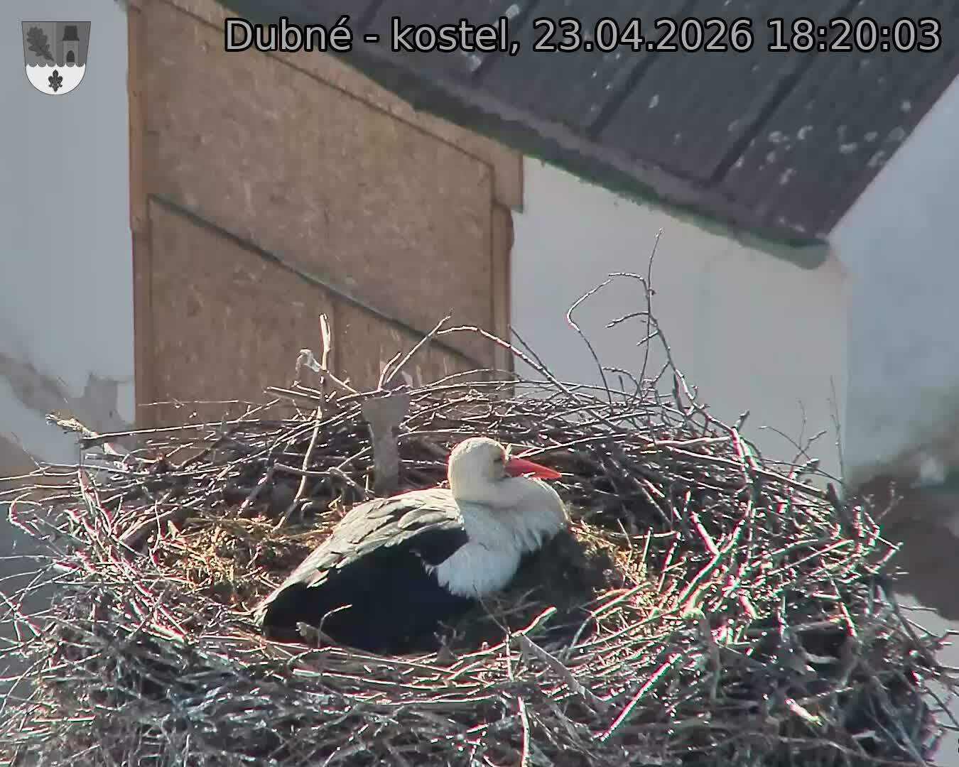 Capi_Dubne_20260423_182003.jpg (1350&nbsp;x&nbsp;1080)