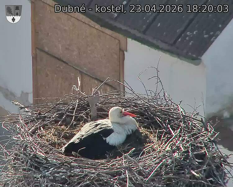 Capi_Dubne_20260423_182003.jpg (1350&nbsp;x&nbsp;1080)