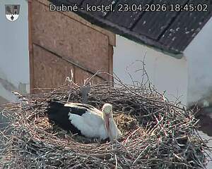 Capi_Dubne_20260423_184502.jpg (1350&nbsp;x&nbsp;1080)