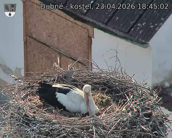 Capi_Dubne_20260423_184502.jpg (1350&nbsp;x&nbsp;1080)