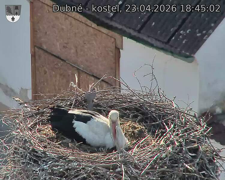 Capi_Dubne_20260423_184502.jpg (1350&nbsp;x&nbsp;1080)