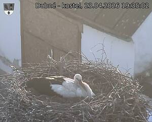 Capi_Dubne_20260423_193502.jpg (1350&nbsp;x&nbsp;1080)