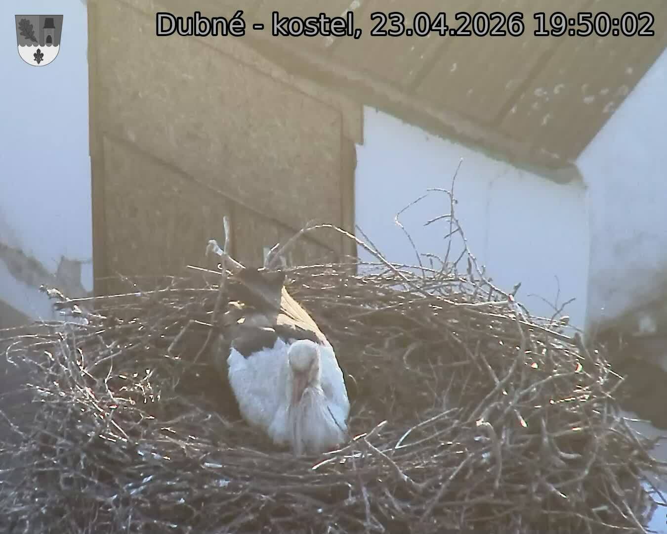 Capi_Dubne_20260423_195002.jpg (1350&nbsp;x&nbsp;1080)