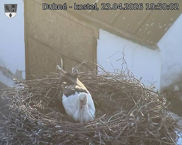 Capi_Dubne_20260423_195002.jpg (1350&nbsp;x&nbsp;1080)