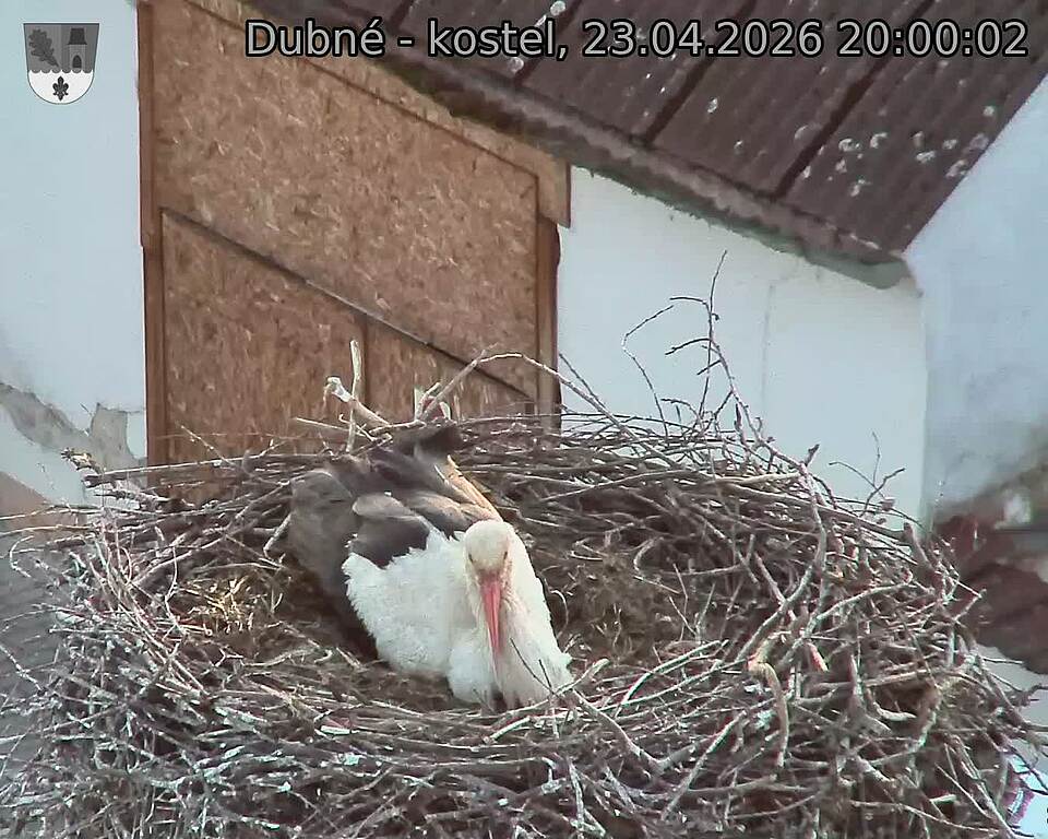 Capi_Dubne_20260423_200002.jpg (1350&nbsp;x&nbsp;1080)