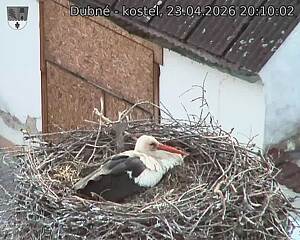 Capi_Dubne_20260423_201002.jpg (1350&nbsp;x&nbsp;1080)