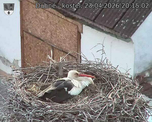 Capi_Dubne_20260423_201502.jpg (1350&nbsp;x&nbsp;1080)