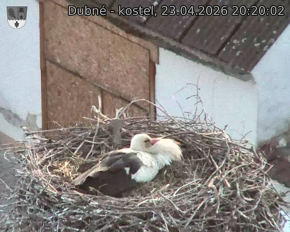 Capi_Dubne_20260423_202002.jpg (1350&nbsp;x&nbsp;1080)