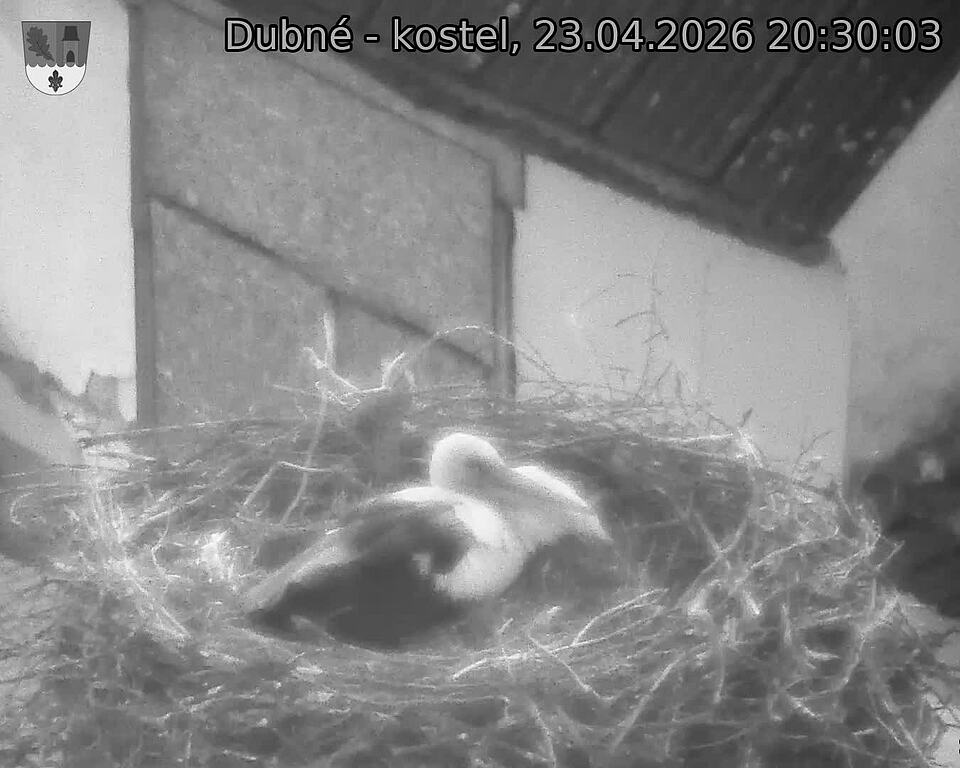 Capi_Dubne_20260423_203003.jpg (1350&nbsp;x&nbsp;1080)