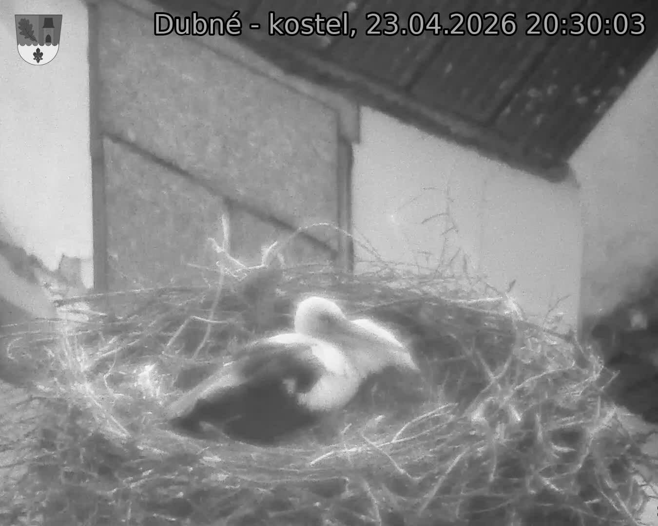 Capi_Dubne_20260423_203003.jpg (1350&nbsp;x&nbsp;1080)