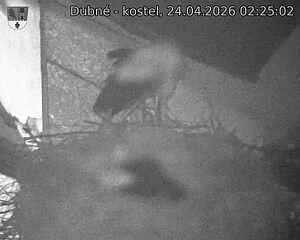 Capi_Dubne_20260424_022502.jpg (1350&nbsp;x&nbsp;1080)