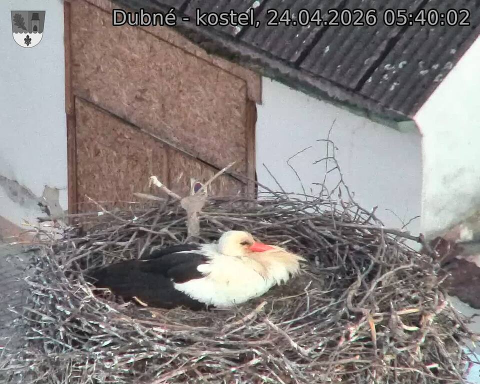 Capi_Dubne_20260424_054002.jpg (1350&nbsp;x&nbsp;1080)