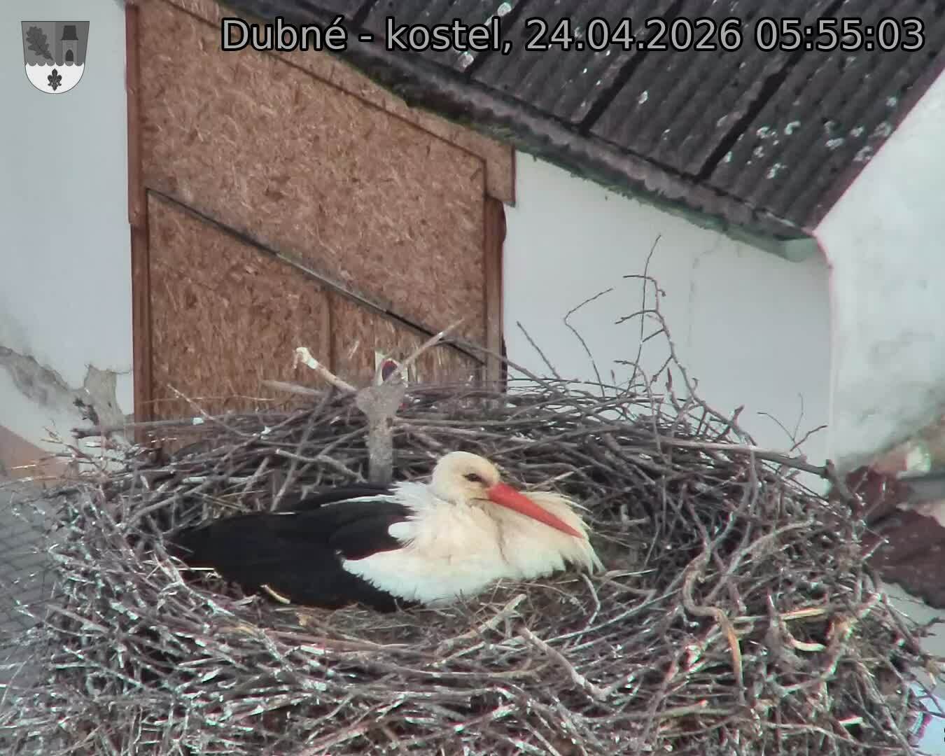 Capi_Dubne_20260424_055503.jpg (1350&nbsp;x&nbsp;1080)