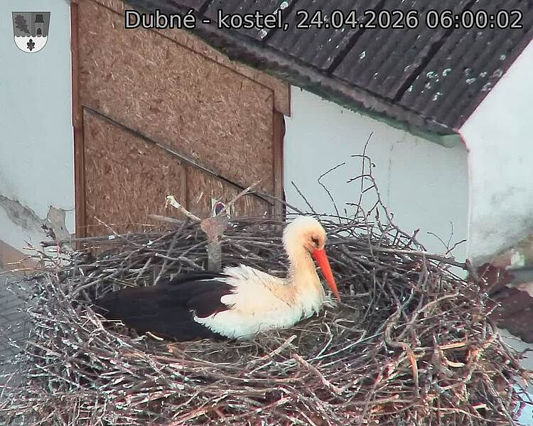 Capi_Dubne_20260424_060002.jpg (1350&nbsp;x&nbsp;1080)