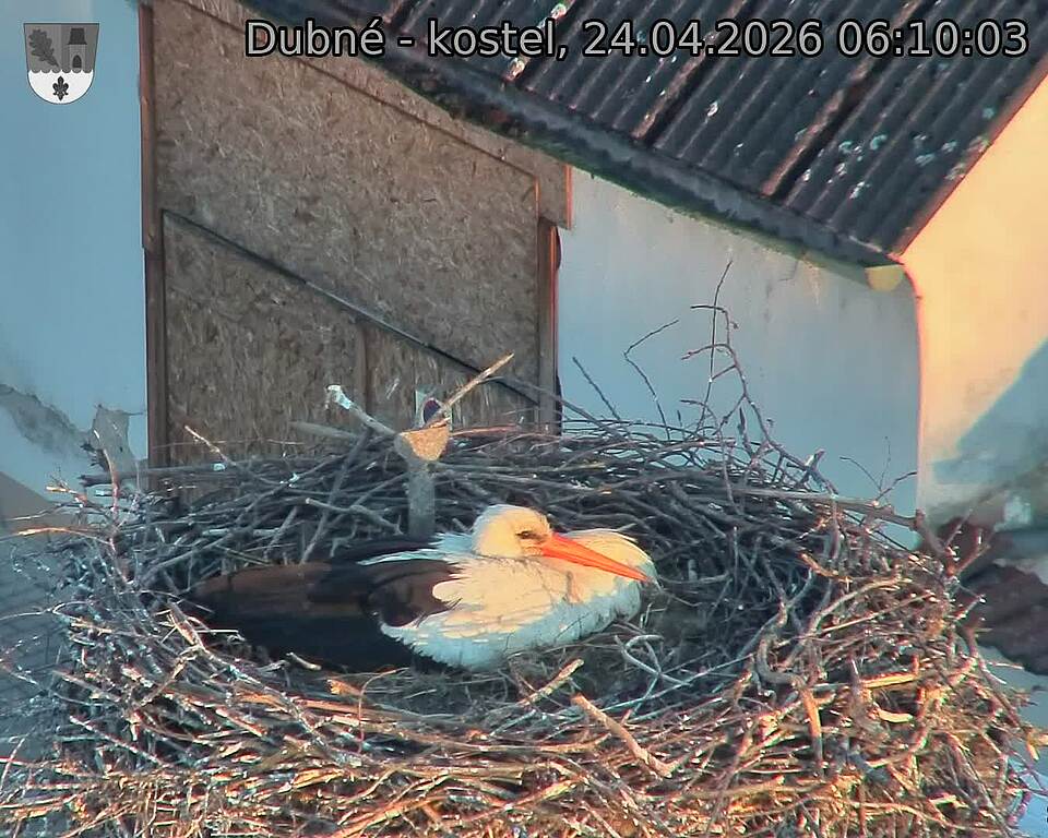 Capi_Dubne_20260424_061003.jpg (1350&nbsp;x&nbsp;1080)