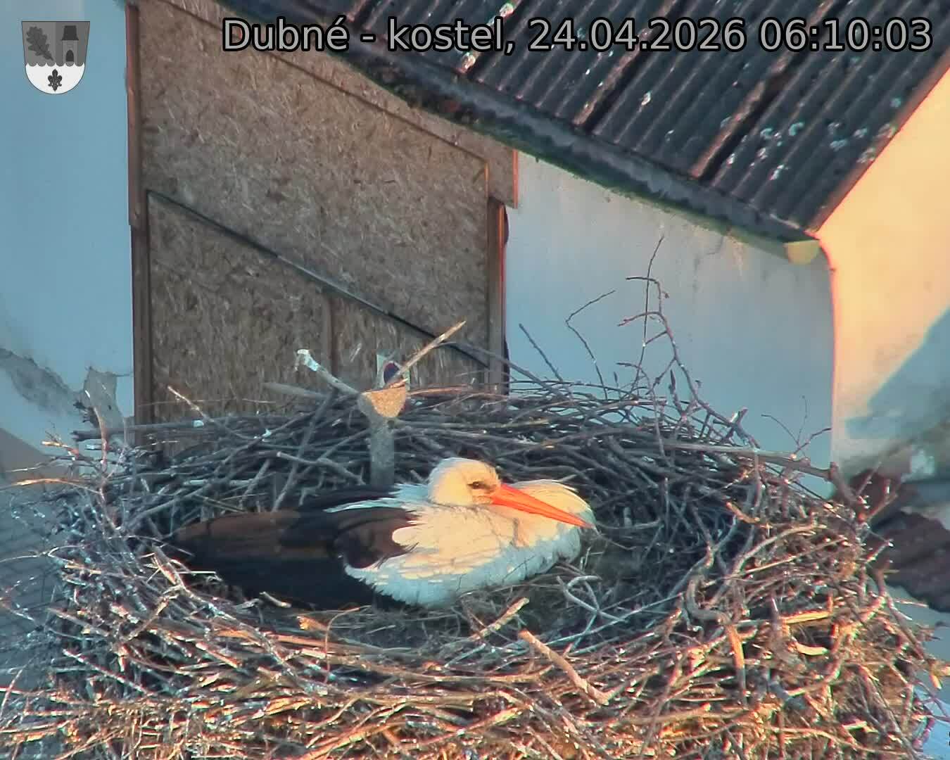 Capi_Dubne_20260424_061003.jpg (1350&nbsp;x&nbsp;1080)