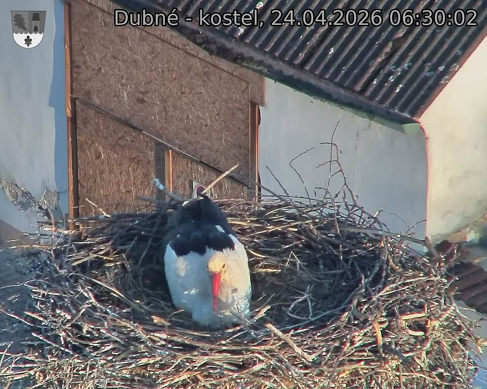Capi_Dubne_20260424_063003.jpg (1350&nbsp;x&nbsp;1080)
