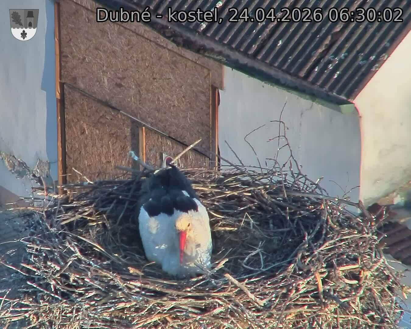 Capi_Dubne_20260424_063003.jpg (1350&nbsp;x&nbsp;1080)