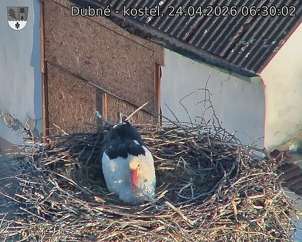 Capi_Dubne_20260424_063003.jpg (1350&nbsp;x&nbsp;1080)