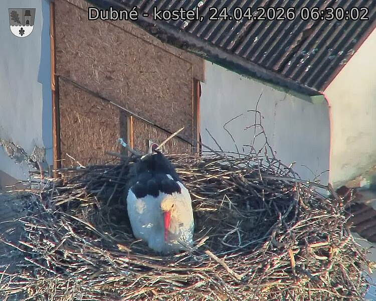 Capi_Dubne_20260424_063003.jpg (1350&nbsp;x&nbsp;1080)