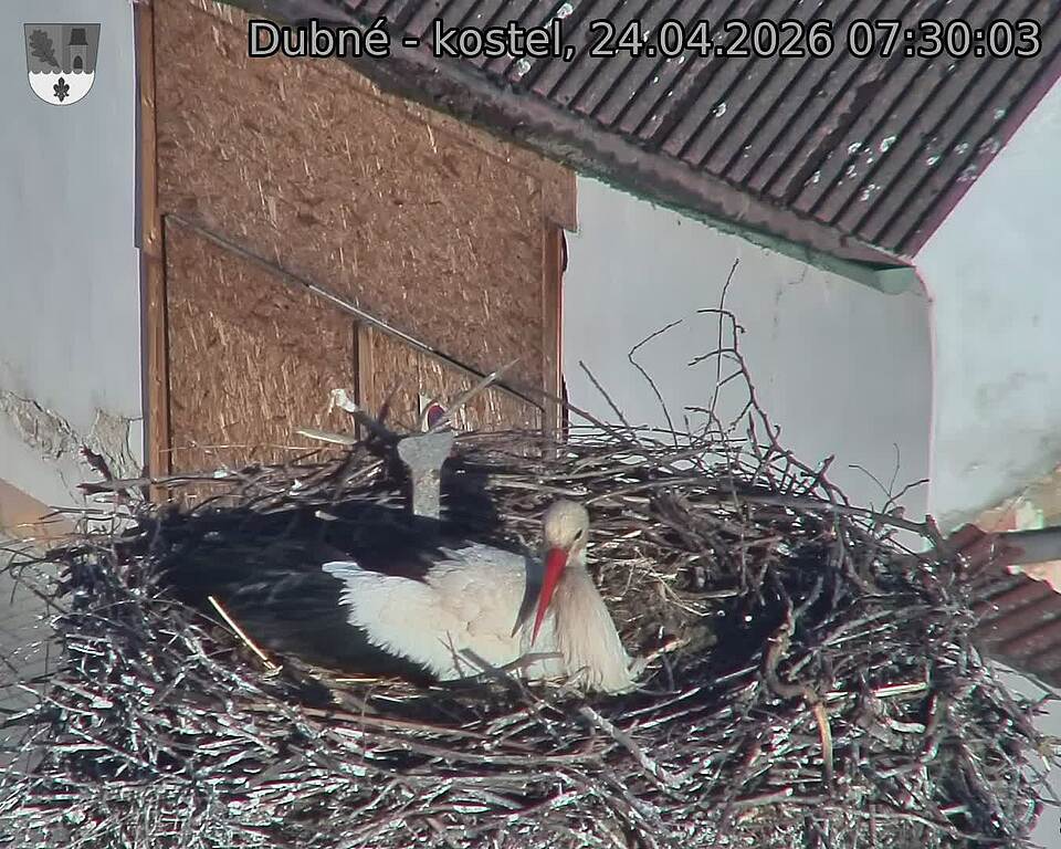 Capi_Dubne_20260424_073003.jpg (1350&nbsp;x&nbsp;1080)