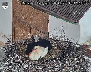 Capi_Dubne_20260424_074503.jpg (1350&nbsp;x&nbsp;1080)