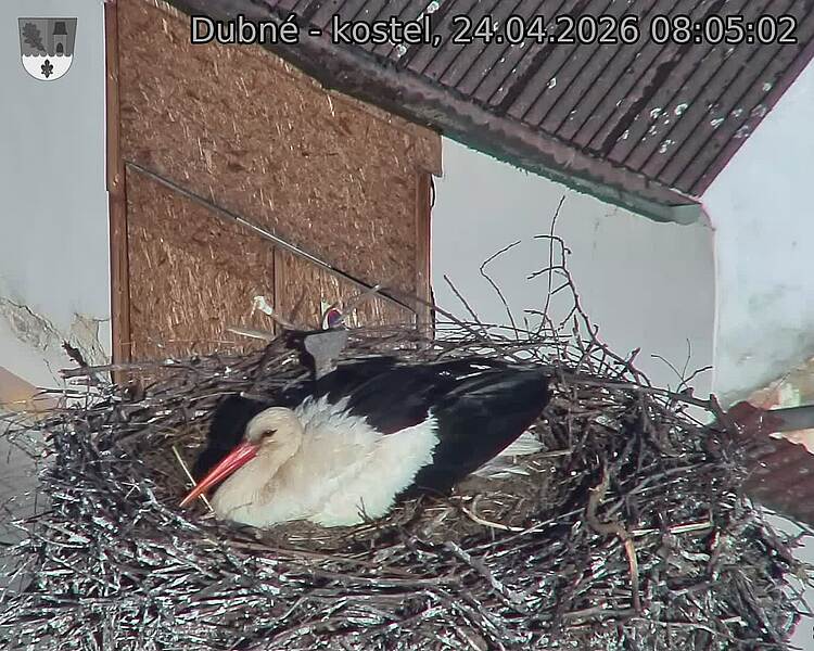 Capi_Dubne_20260424_080503.jpg (1350&nbsp;x&nbsp;1080)