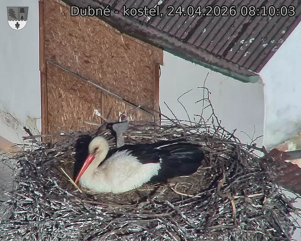 Capi_Dubne_20260424_081003.jpg (1350&nbsp;x&nbsp;1080)