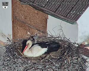 Capi_Dubne_20260424_081003.jpg (1350&nbsp;x&nbsp;1080)