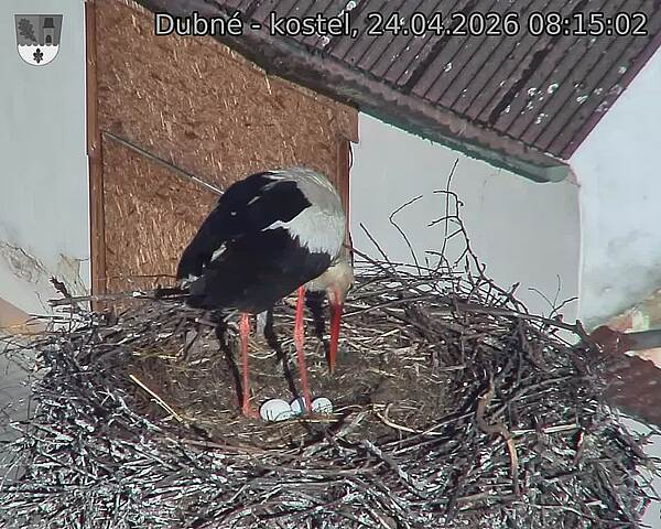 Capi_Dubne_20260424_081502.jpg (1350&nbsp;x&nbsp;1080)