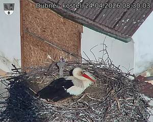 Capi_Dubne_20260424_083003.jpg (1350&nbsp;x&nbsp;1080)