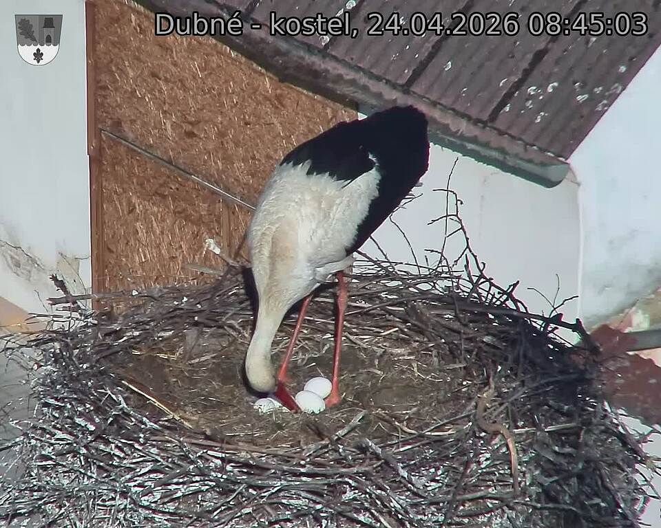 Capi_Dubne_20260424_084503.jpg (1350&nbsp;x&nbsp;1080)