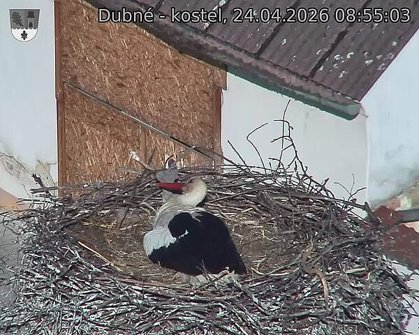 Capi_Dubne_20260424_085503.jpg (1350&nbsp;x&nbsp;1080)