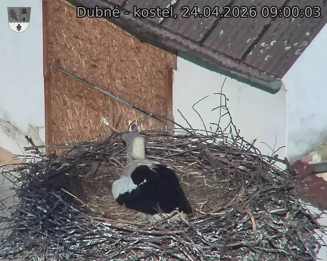 Capi_Dubne_20260424_090003.jpg (1350&nbsp;x&nbsp;1080)