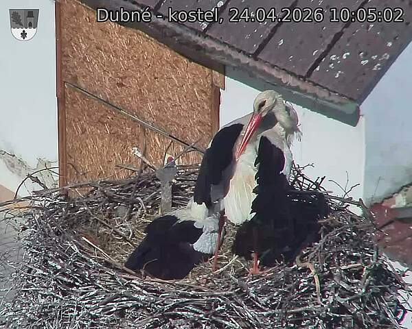 Capi_Dubne_20260424_100502.jpg (1350&nbsp;x&nbsp;1080)