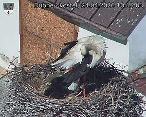 Capi_Dubne_20260424_101503.jpg (1350&nbsp;x&nbsp;1080)