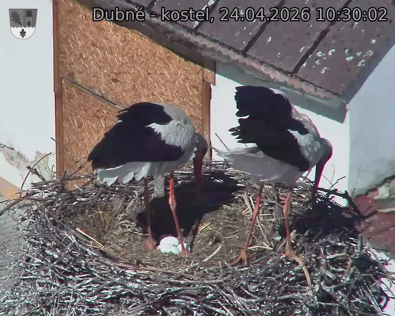 Capi_Dubne_20260424_103002.jpg (1350&nbsp;x&nbsp;1080)