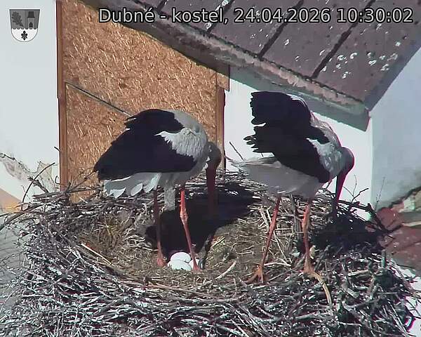 Capi_Dubne_20260424_103002.jpg (1350&nbsp;x&nbsp;1080)