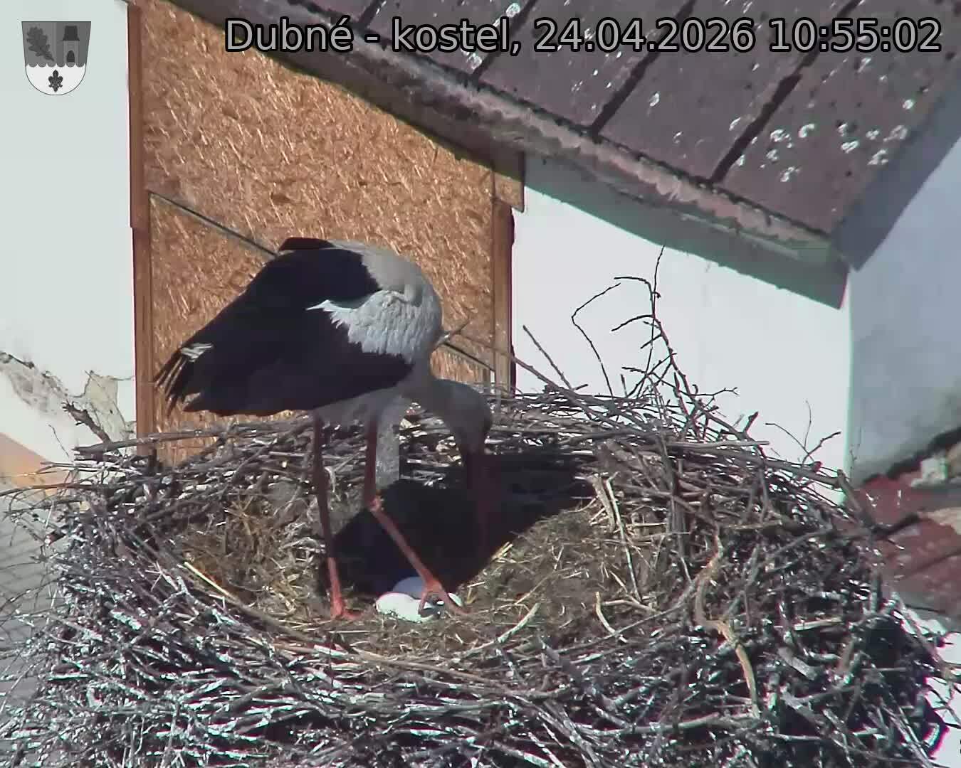 Capi_Dubne_20260424_105502.jpg (1350&nbsp;x&nbsp;1080)