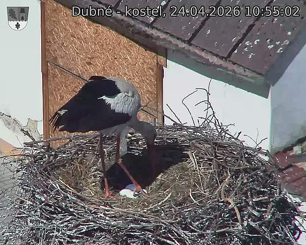 Capi_Dubne_20260424_105502.jpg (1350&nbsp;x&nbsp;1080)